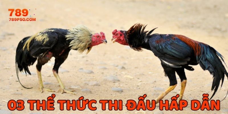 Điểm danh 03 thể thức thi đấu được sư kê yêu thích