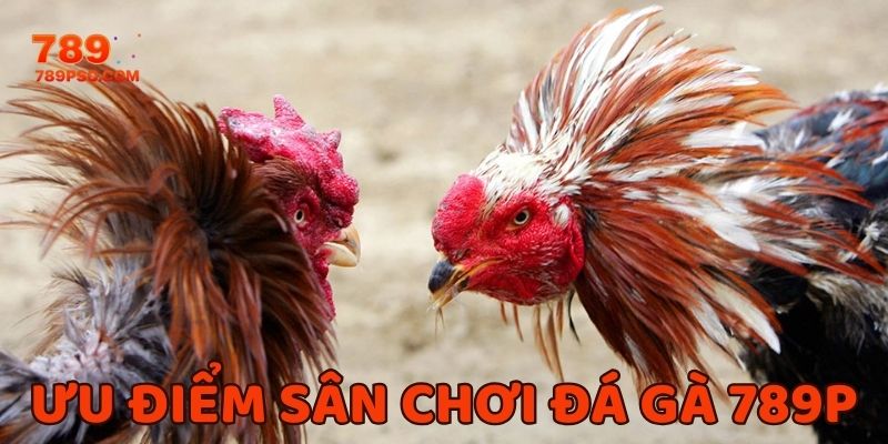 Ưu điểm từ sân chơi đấu kê khiến khách hàng không thể chối từ